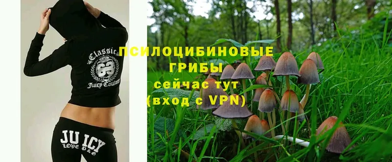 даркнет сайт  Менделеевск  Псилоцибиновые грибы Magic Shrooms 